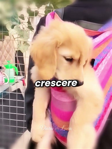 🦄🐶Il piccolo Canicorn: il cucciolo che sembrava un unicorno #shorts