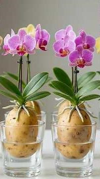 Few people know how to propagate orchids using just a potato.