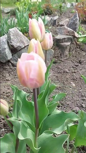 Soft Pink Tulip in Bloom 🌸 So Delicate