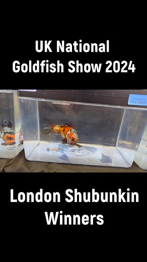 London Shubunkins Winners UK National Goldfish Show 2024 #goldfish #aquarium #cute #animals #uk | English Aquarist