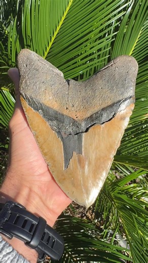 💥 INSANE MEGALODON TEETH DROP 💥 Just uncovered by The Fossil Exchange: THREE absolutely massive Megalodon teeth — some of the biggest we've ever had. These giants aren’t on our website yet, but trust us… they’re incredibly rare, collector-worthy, and won’t last long. Any Meg over 6” is incredibly rare, but to reach lengths of over 6.5” is truly incredible! Please send us a PM if you are interested in any of these monsters before we list them on our website. #Megalodon #MegalodonTooth #FossilEx