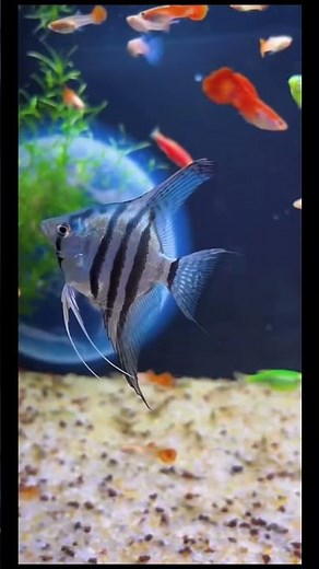 Guppy Fish Facts You’ll Love! | Colorful Aquarium Stars ”