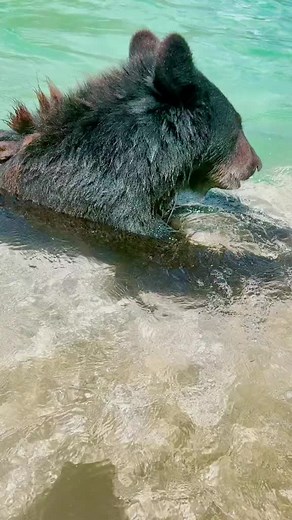 75K views · 3.2K reactions | Ted & Pooh Pool Play Time! Book a tour at Singlevisioninc.org | Single Vision, Inc. | Facebook