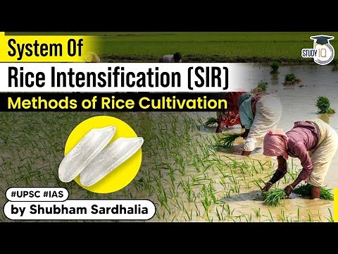 What is System Of Rice Intensification & Its benefit in method of rice cultivation? | Explained UPSC