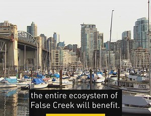 Herring are hugely important fish for both ecosystems and humans. John Matsen and the Squamish Streamkeepers hope to bring the herring back to False Creek. | CBC Vancouver