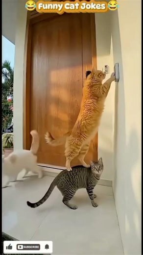 Funny Cat Jokes That Will Make You Laugh Out Loud 😂