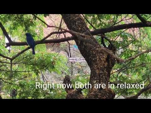 Blue Flycatcher and red neck Bulbul