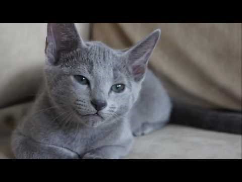 Russian Blue History,Personality,Health,Care