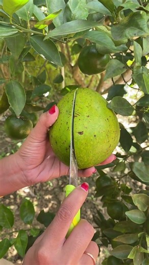 Alpukat Jumbo #alpukat