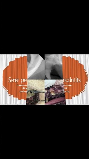 Tooth extraction of a dog: 반려견 발치 #dog #vet #dentistry