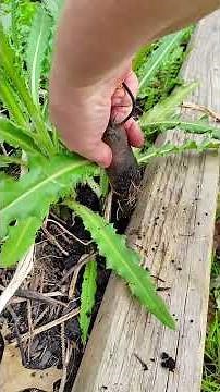 Thistle Problem? Easy Thistle Removal! #gardening #garden