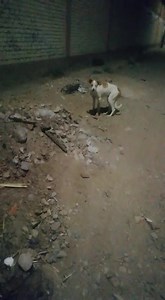 33 reactions · 35 shares | AYUDEN A ENCONTRARLO Fui con dos familiares para ver al perrito que estaba por Quiñones y Leoncio Prado, para que me ayuden a cogerla, pero ya no estaba. El perrito está muy mal de sus ojos, están rojos y lagrimean 梁... Por favor cualquier información llamar al número 975 194 451 | Refugio Animal Chiclayo | Facebook