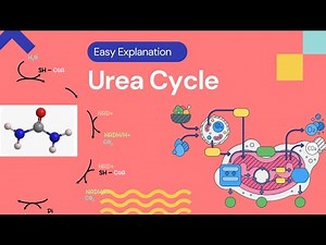 Urea Cycle. Biochemistry. Easy Explanation