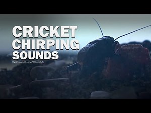 Cricket Chirping Sounds Effect 5 Hour and 1 Minutes Recorded Live