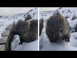 Adorable Wombat Says Hello In The Snow