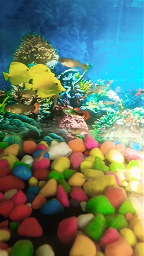 cute fish ❤️❤️