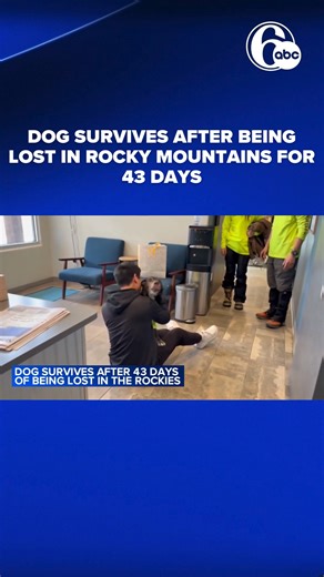 21K views · 702 reactions | A dog has reunited with his owner after surviving 43 days in the Rocky Mountains. | 6abc Action News | Facebook