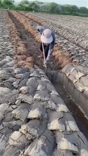 #facts16 #foryoupage #didyouknowfacts #interestingfacts #creatorsearchinsights