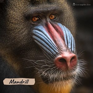 It's #InternationalPrimateDay! What's *your* favorite primate? Earth is home to more than 300 primate species, and the Los Angeles Zoo currently cares for 20 of them, from the bald uakari and ringtail lemur to the buff-cheeked gibbon and chimpanzee. According to the IUCN Red List, 48 percent of all primates are considered Threatened, and many of these are Endangered or Critically Endangered. We're proud to be a part of the Species Survival Plans for the western lowland gorilla, blue-eyed black l