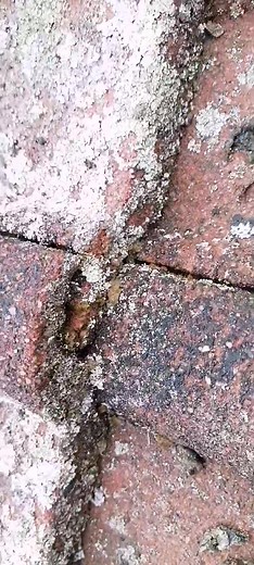 We focusing on 'LICHEN', this organic growth penetrates roof material and causes cracks,lichen grows in between roof material and lifts roof material allowing water to leak inside house | Roofcare 911