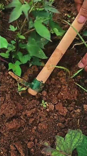 Plant Transplanting and Dibber Soil Hole Digging Technique 🌱⛏️⚙️✨