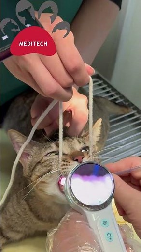 Video Otoscope clinic sharing- Endotracheal intubation assistance to a cat