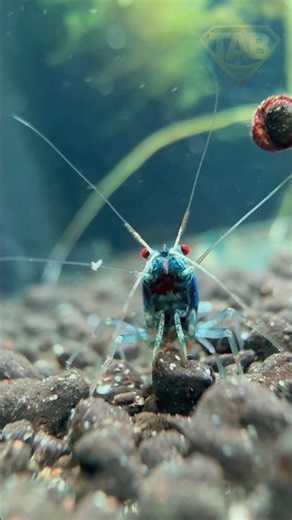 Blue Bolt Caridina gehören zu den beliebtesten Hochzuchtgarnelen überhaupt #bluebolt #caridina