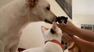 This dog's cat sister had kittens - and he's obsessed