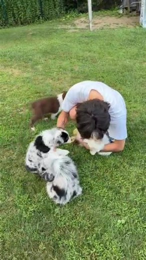 🐾 **Adopt Your New Best Friend!** 🐶✨ Are you ready to bring joy and love into your home? Our adorable Australian Shepherd puppies are ready for adoption and rehoming! These playful fur babies are looking for their forever families, and we can't wait to see them thrive in loving homes! 💖 🎉 **Stay tuned!** New litters are on the way, so keep an eye out if you're interested in adding a fluffy companion to your family soon! Join our growing community and be part of our journey! 👉 **Follow us fo