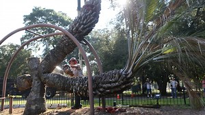 World’s only 4-headed palm cut down