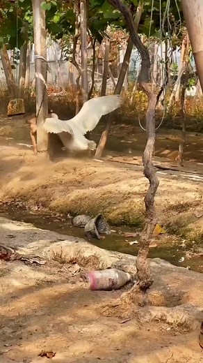 A Goose Has a Complete Personality Change After Falling Seriously Ill?#goose #animals #fyp #pet #cute | buddy bites