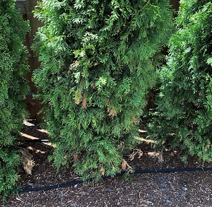 Am I watering my new arborvitae correctly? Ask an Expert