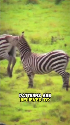 Zebra Stripes: Black or White Mystery Solved! #zebrastripes #animalfacts