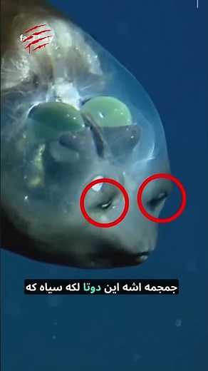 عجیبترین موجودات دریایی که هیچوقت ندیدید! 😱 #حیات_وحش