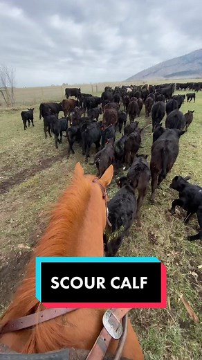 Dealing with Scours in Baby Calves: Effective Solutions