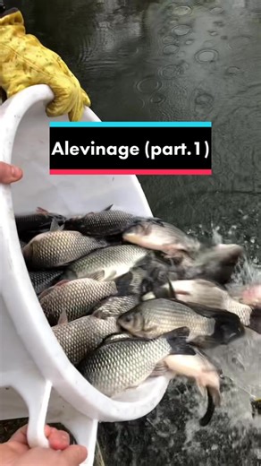 Alevinage Fishing: Part 1