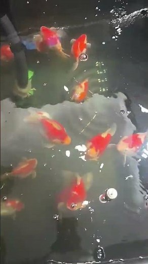 Let's take a look at the quality of goldfish and how to raise them? #goldfish #koi #aquarium