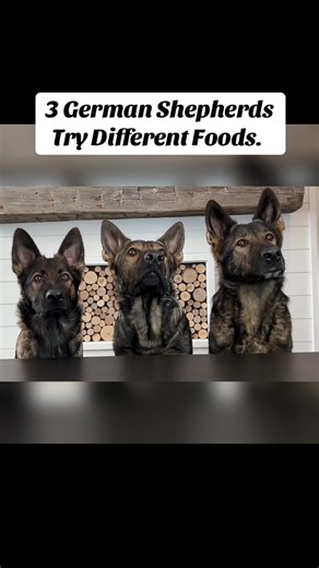3 German Shepherds Taste-Test Various Foods