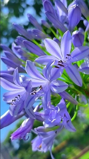 🌺 Most Beautiful Flowers in the World | Relaxing Nature Video in 4K