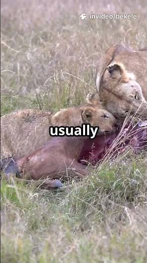 Why Do Lions Attack Cheetah Cubs?