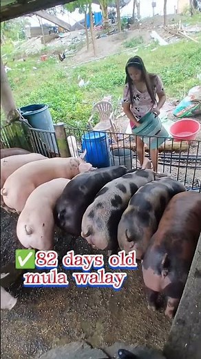Baby Piggies Playing Nonstop 🐷⚡ #Piglets #CuteAnimals #Viral​