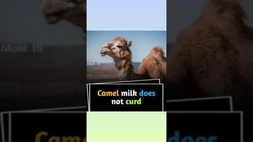 #VIRAL / CAMEL MILK CANNOT GET CURD #viral #milk #camel | Syeda Arifa Mrs Pasha Landlord