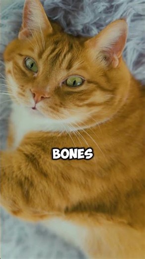 Why Cats Purr and What It Really Means 🐱💛 || #animalfacts #biologyfacts ‪@VerifexFacts‬