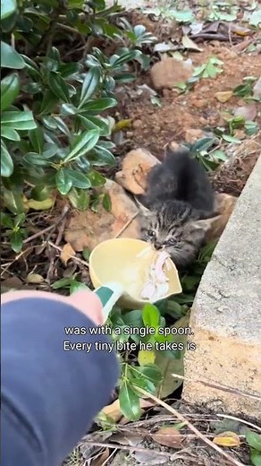 He Was Too Scared to Come Close… So I Fed Him With a Spoon 😿🍗