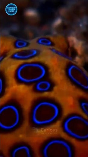This GLOWING Octopus is MORE TOXIC Than CYANIDE!