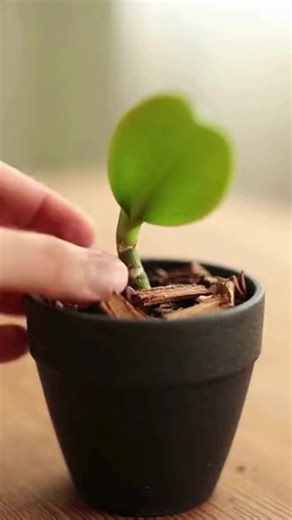 Orchid Care: Secrets to Cultivating Stunning Blooms and Ensuring Plant Vitality | Daily Tips & Tricks