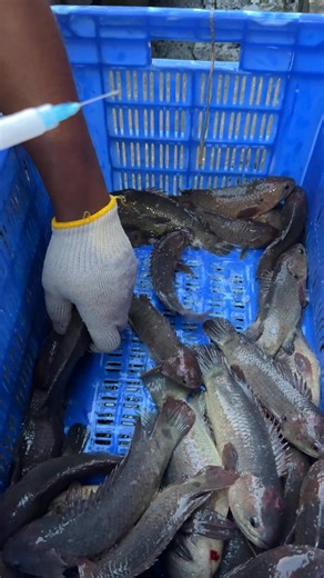 Extreme Fish World on Reels