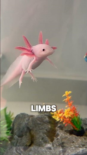 Scientists Can Barely Find These 5 Animals 😨 #facts