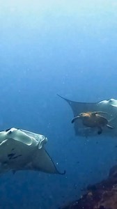Did this Turtle just slap a Manta ray? 😂Perhaps a very last minute evasive manoeuvre by this turtle or maybe just a dramatic way to say, “Move it, Manta.” Either way, it’s a moment we are glad that was caught on camera by @katie.benzz and repost by @masterreefguidesThe Reef: never a dull moment.📍 @heronisland #greatbarrierreef #oceanlife #mantaray #turtle #funny #wildlife | Great Barrier Reef Legacy & Forever Reef Project