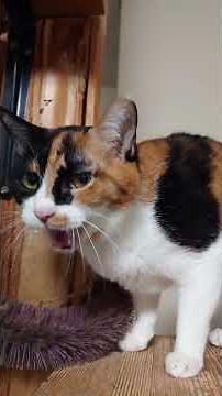 【#まうけねこ 】鳴き虫ももと素通りアトム【今晩のお立ち台2026/5/11】#cat #猫 #三毛猫 #ハチワレ